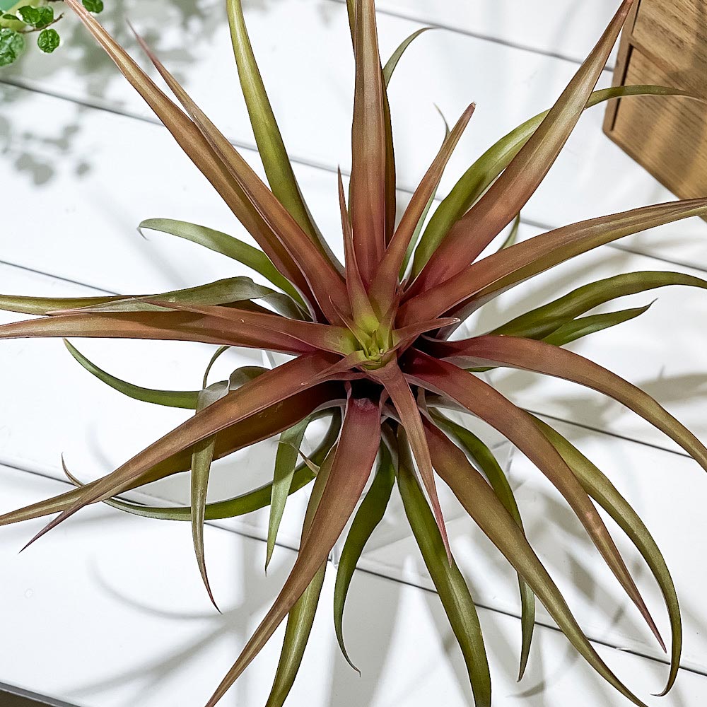 PLANCHU エアプランツ ティランジア カピタータ レッド 1株 W25×H20cm前後 育て方説明書付き Tillandsia capitata ‘Red’ エアープランツ チランジア