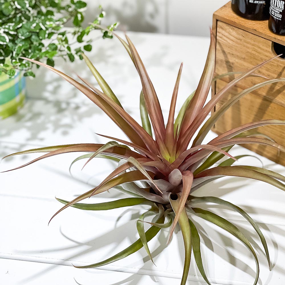 PLANCHU エアプランツ ティランジア カピタータ レッド 1株 W25×H20cm前後 育て方説明書付き Tillandsia capitata ‘Red’ エアープランツ チランジア