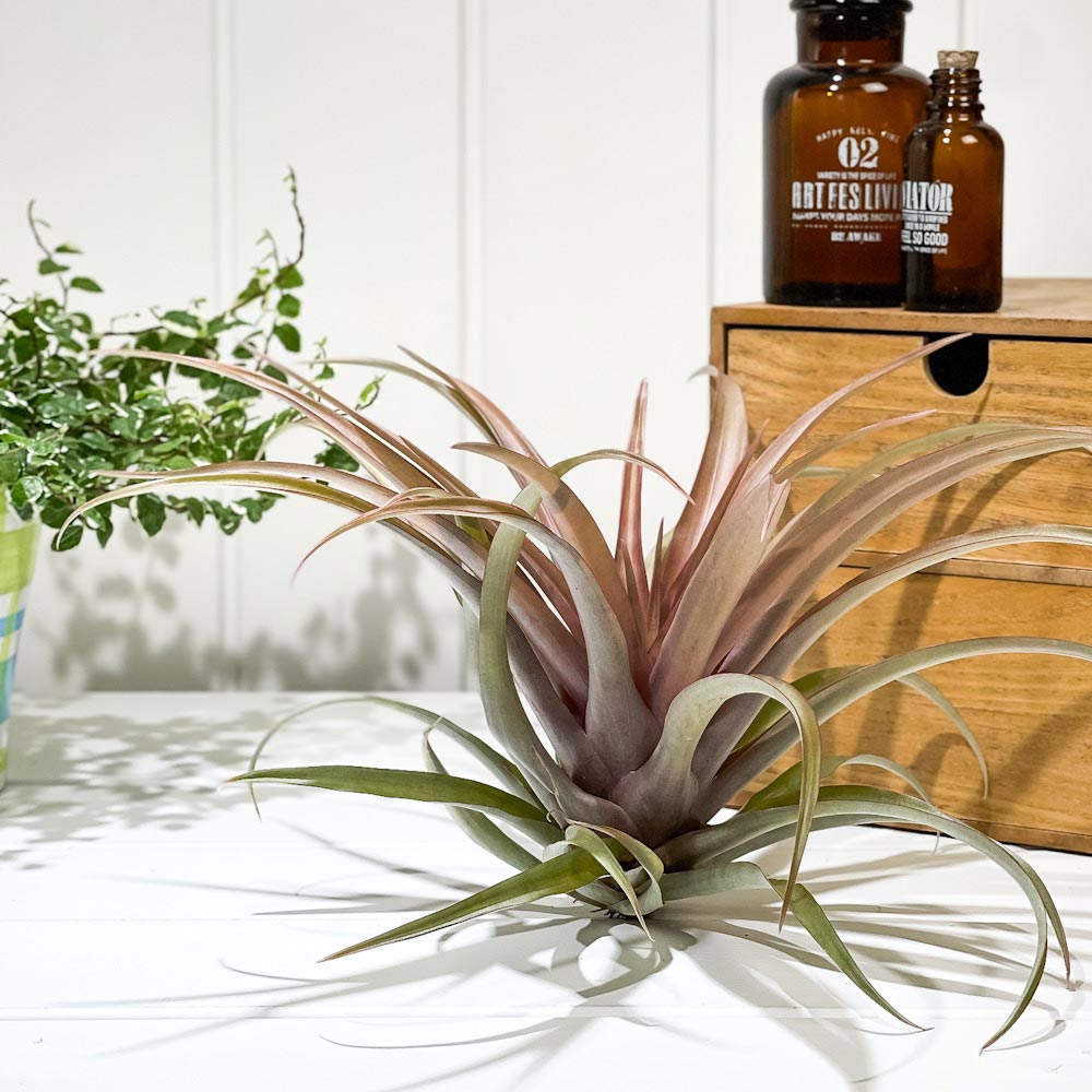 PLANCHU エアプランツ ティランジア カピタータ レッド 1株 W25×H20cm前後 育て方説明書付き Tillandsia capitata ‘Red’ エアープランツ チランジア