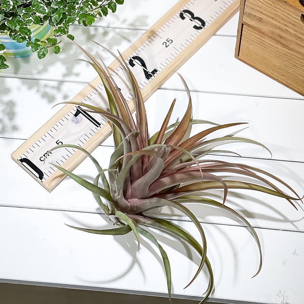 PLANCHU エアプランツ ティランジア カピタータ レッド 1株 W25×H20cm前後 育て方説明書付き Tillandsia capitata ‘Red’ エアープランツ チランジア