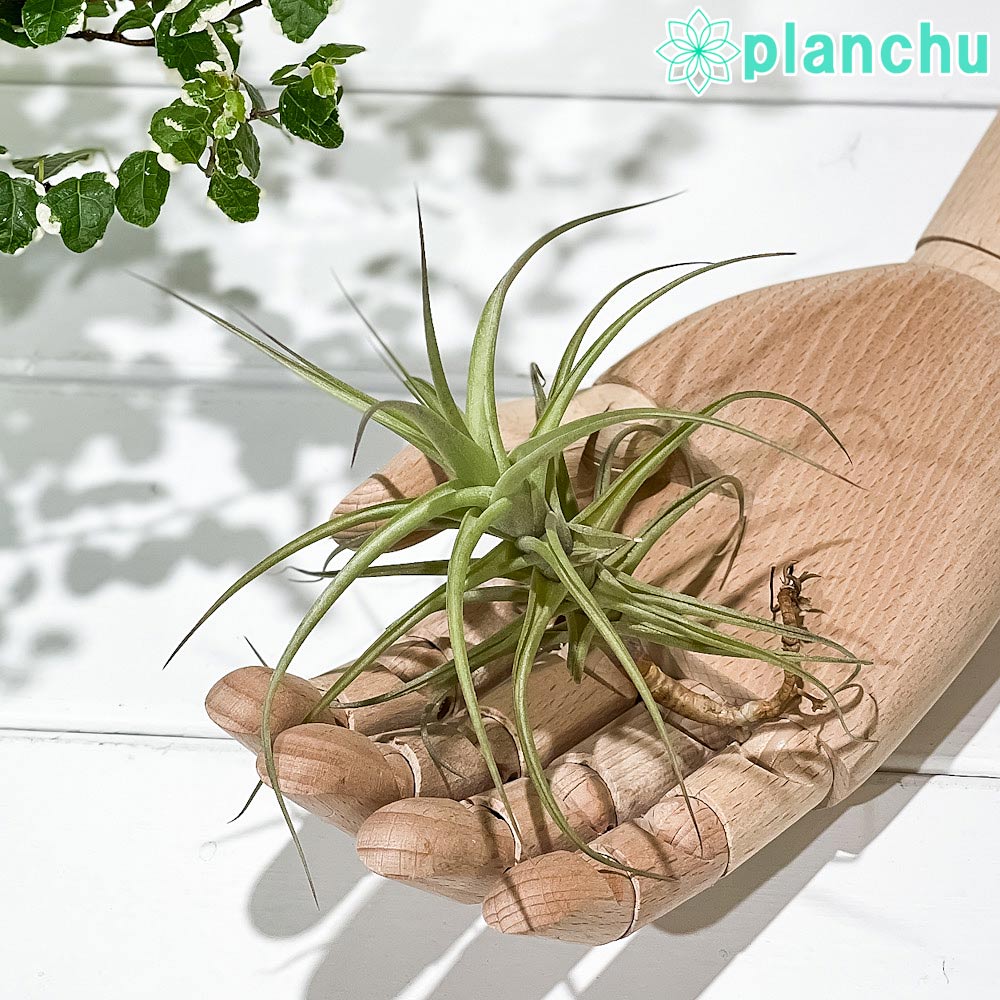 PLANCHU エアプランツ ティランジア ベルゲリ ハイブリッド Mサイズ 1株 W12×H12cm前後 育て方説明書付き Tillandsia bergeri hyb. エアープランツ チランジア