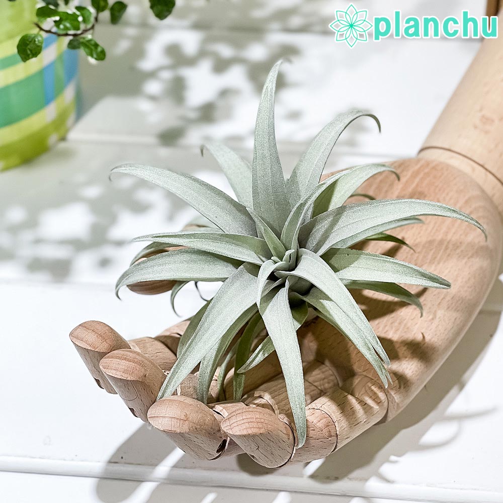 PLANCHU エアプランツ ティランジア カピタータ イエロースター 1株 W10×H10cm前後 育て方説明書付き Tillandsia capitata ‘Yellow Star’ エアープランツ チランジア