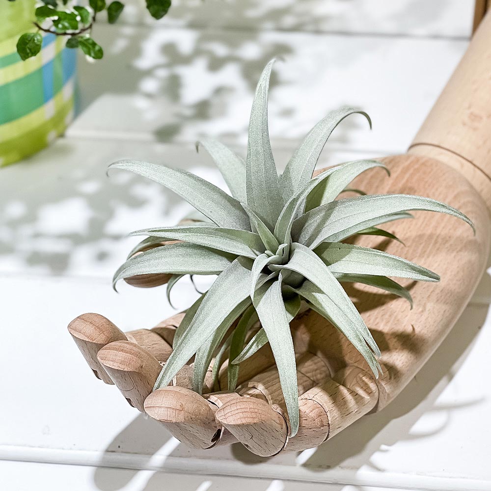 PLANCHU エアプランツ ティランジア カピタータ イエロースター 1株 W10×H10cm前後 育て方説明書付き Tillandsia capitata ‘Yellow Star’ エアープランツ チランジア