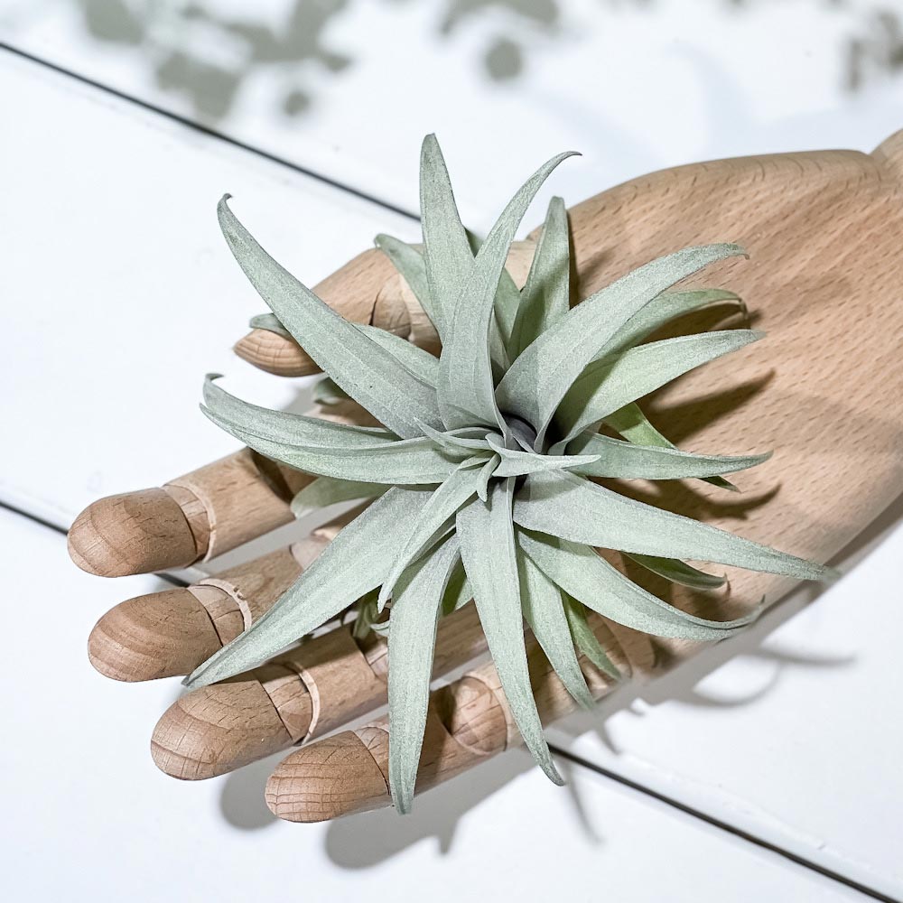 PLANCHU エアプランツ ティランジア カピタータ イエロースター 1株 W10×H10cm前後 育て方説明書付き Tillandsia capitata ‘Yellow Star’ エアープランツ チランジア