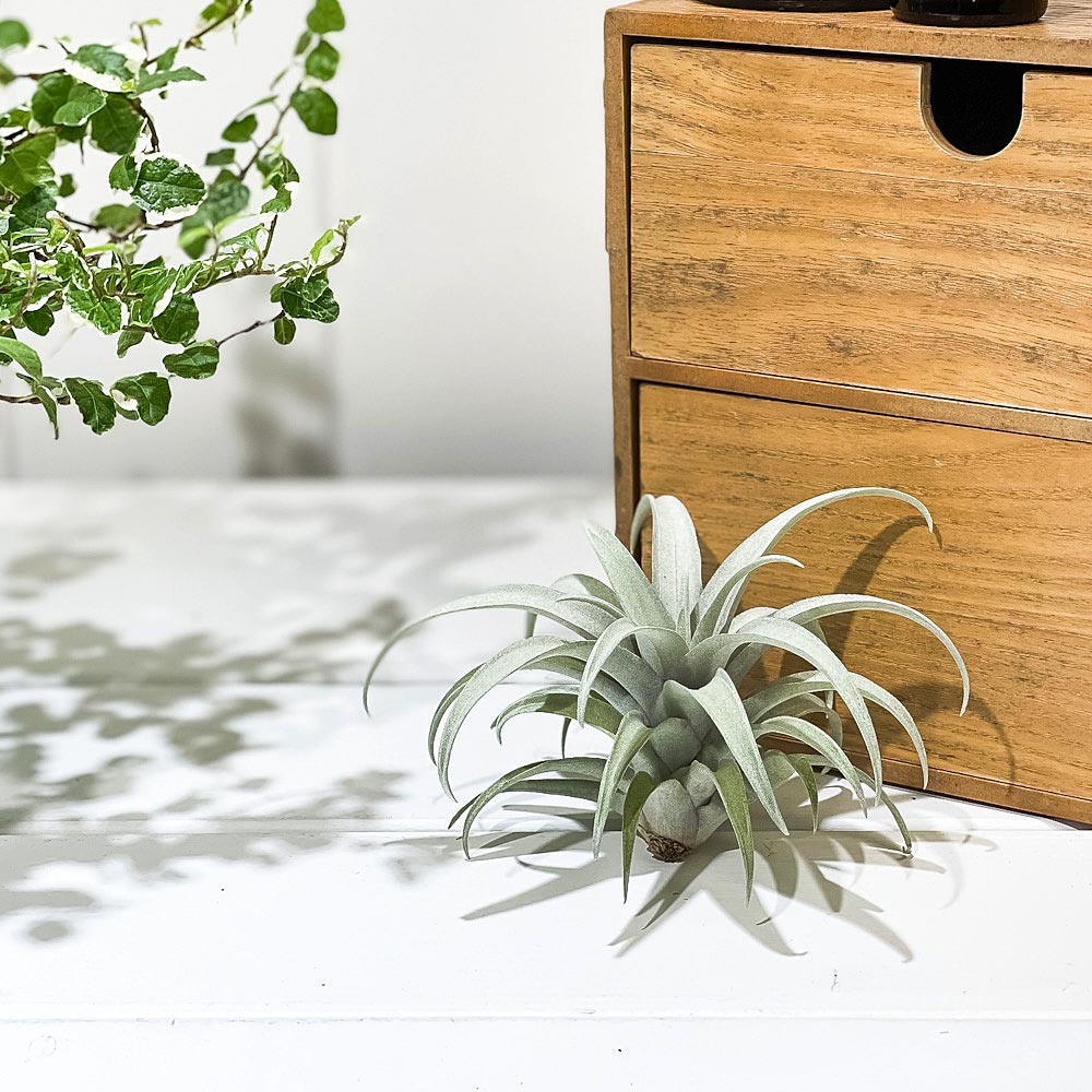 PLANCHU エアプランツ ティランジア カピタータ イエロースター 1株 W10×H10cm前後 育て方説明書付き Tillandsia capitata ‘Yellow Star’ エアープランツ チランジア