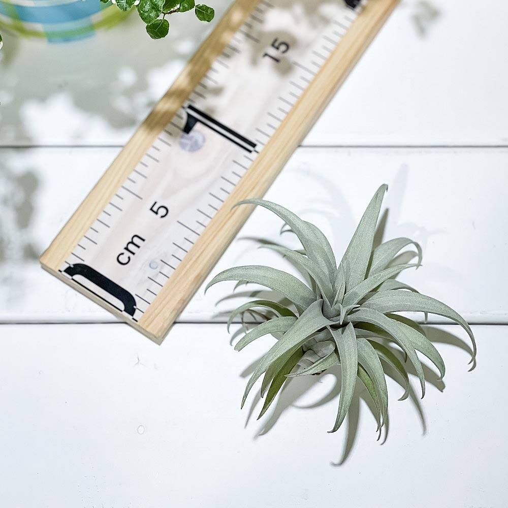 PLANCHU エアプランツ ティランジア カピタータ イエロースター 1株 W10×H10cm前後 育て方説明書付き Tillandsia capitata ‘Yellow Star’ エアープランツ チランジア