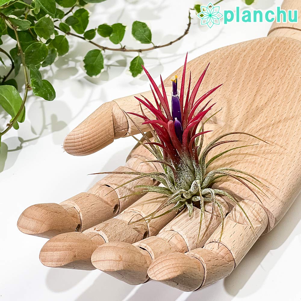 PLANCHU エアプランツ ティランジア イオナンタ フエゴ Mサイズ 1株 W5×H6cm前後 育て方説明書付き Tillandsia ionantha ‘Fuego’ エアープランツ チランジア