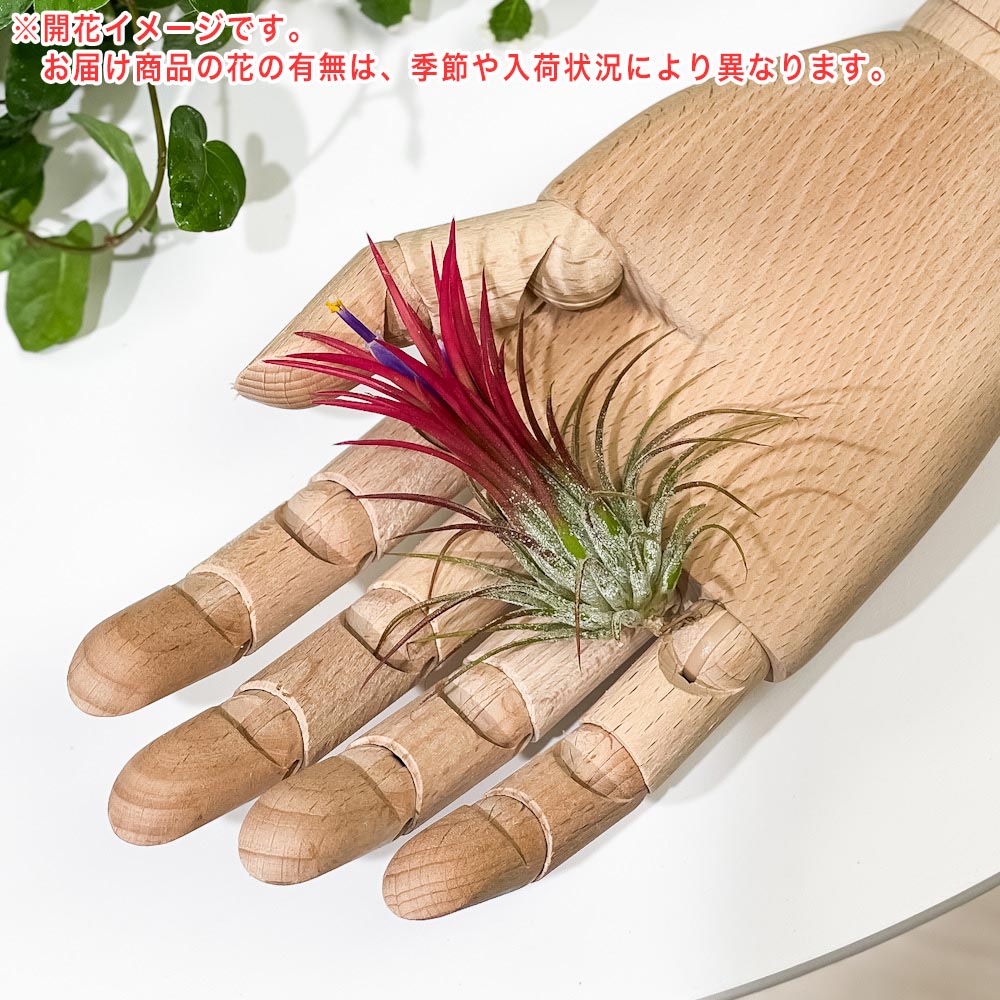 PLANCHU エアプランツ ティランジア イオナンタ フエゴ Mサイズ 1株 W5×H6cm前後 育て方説明書付き Tillandsia ionantha ‘Fuego’ エアープランツ チランジア