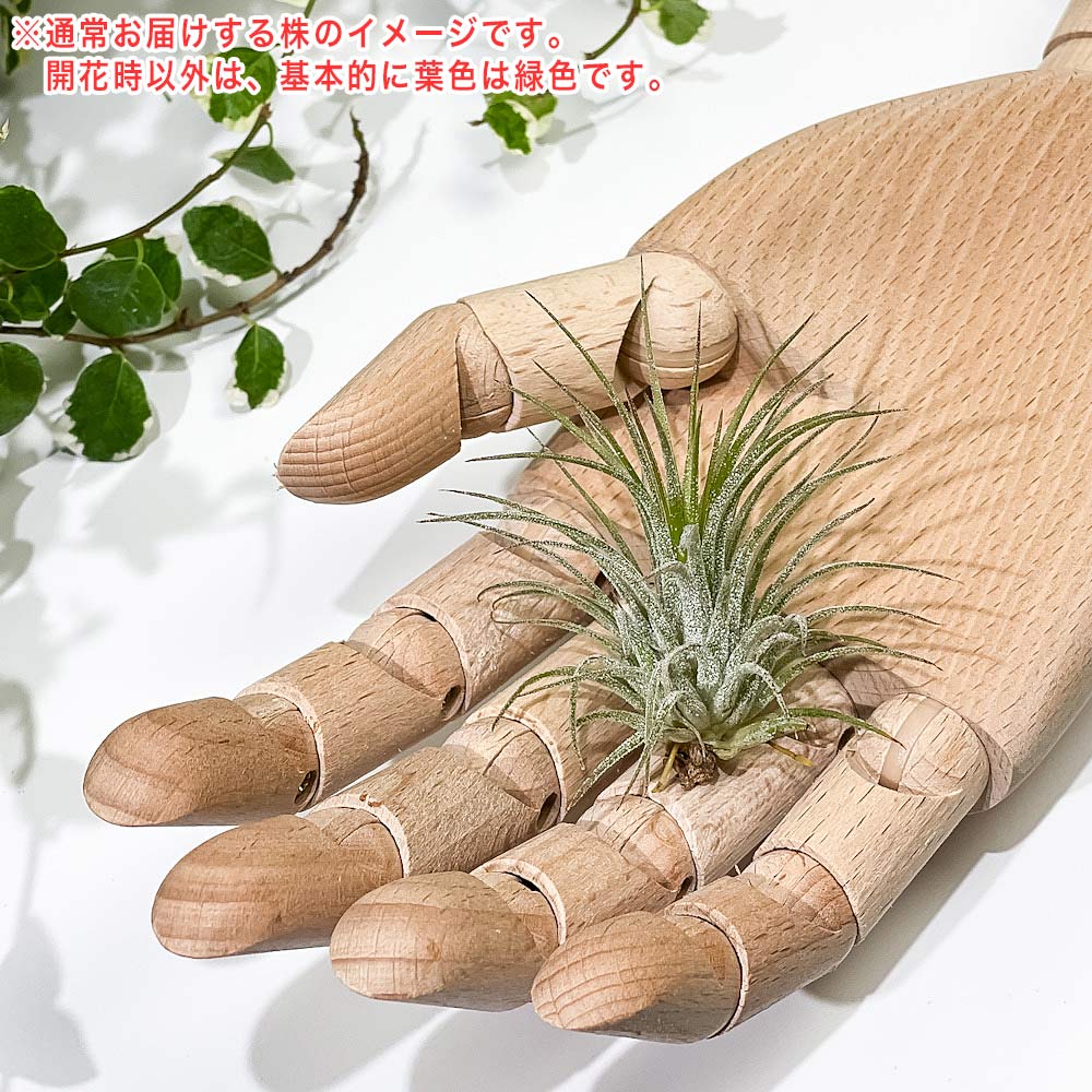 PLANCHU エアプランツ ティランジア イオナンタ フエゴ Mサイズ 1株 W5×H6cm前後 育て方説明書付き Tillandsia ionantha ‘Fuego’ エアープランツ チランジア