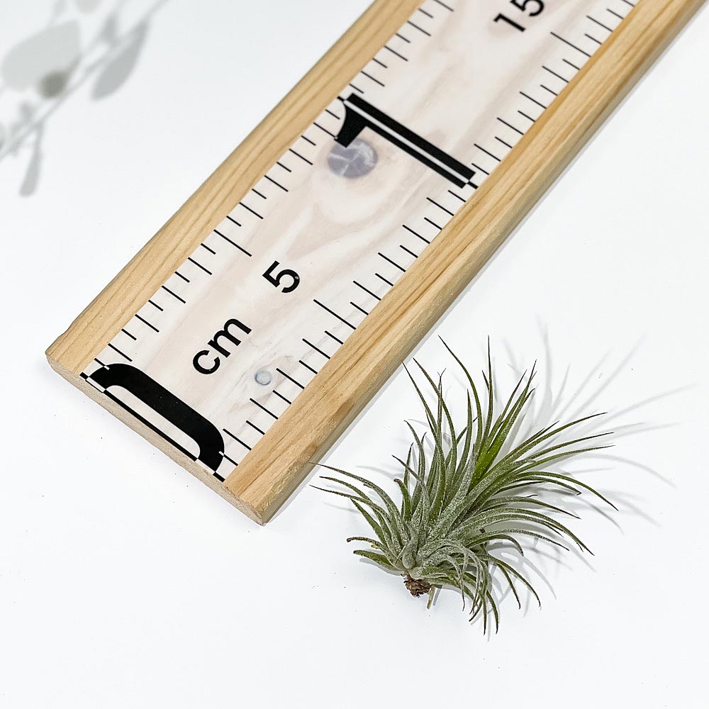 PLANCHU エアプランツ ティランジア イオナンタ フエゴ Mサイズ 1株 W5×H6cm前後 育て方説明書付き Tillandsia ionantha ‘Fuego’ エアープランツ チランジア