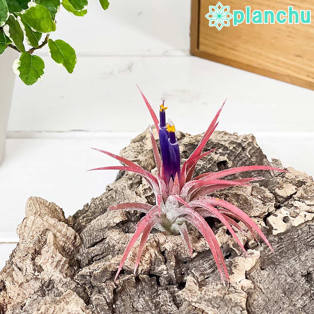 PLANCHU エアプランツ ティランジア イオナンタ ハムエムラ Mサイズ 1株 W5×H5cm前後 育て方説明書付き Tillandsia ionantha ‘Hamuemula’ エアープランツ チランジア