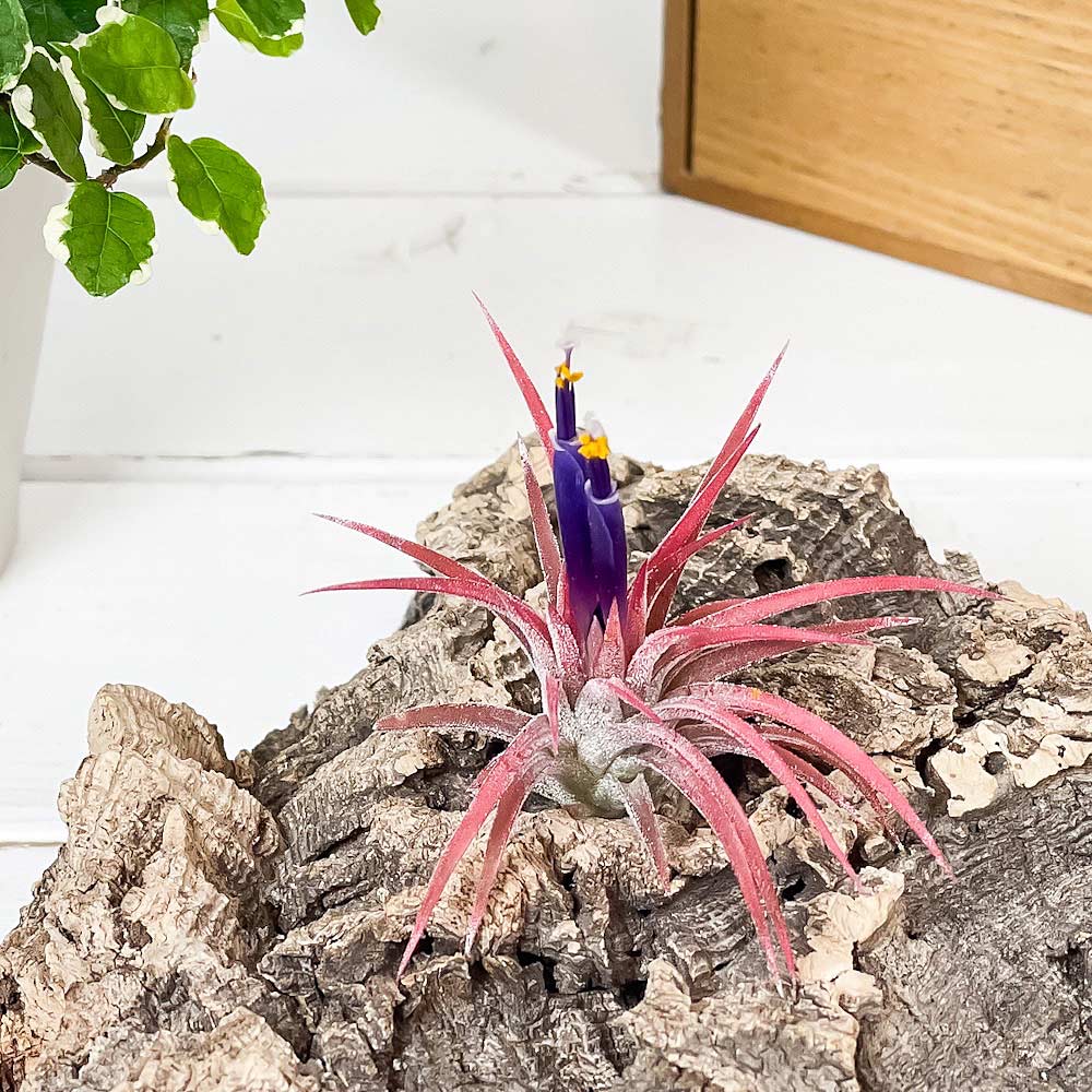 PLANCHU エアプランツ ティランジア イオナンタ ハムエムラ Mサイズ 1株 W5×H5cm前後 育て方説明書付き Tillandsia ionantha ‘Hamuemula’ エアープランツ チランジア