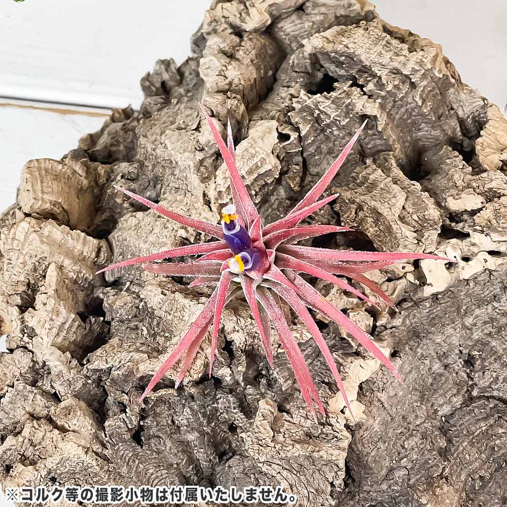 PLANCHU エアプランツ ティランジア イオナンタ ハムエムラ Mサイズ 1株 W5×H5cm前後 育て方説明書付き Tillandsia ionantha ‘Hamuemula’ エアープランツ チランジア