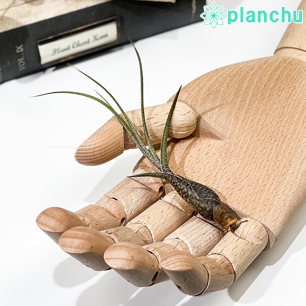 PLANCHU メール便発送 エアプランツ ティランジア ブッツィ Sサイズ 1株 W5×H10cm前後 育て方説明書付き Tillandsia butzii エアープランツ チランジア ブッチー