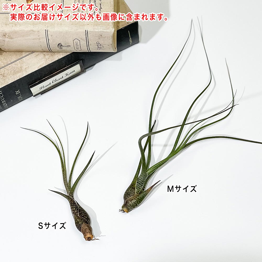 PLANCHU メール便発送 エアプランツ ティランジア ブッツィ Sサイズ 1株 W5×H10cm前後 育て方説明書付き Tillandsia butzii エアープランツ チランジア ブッチー