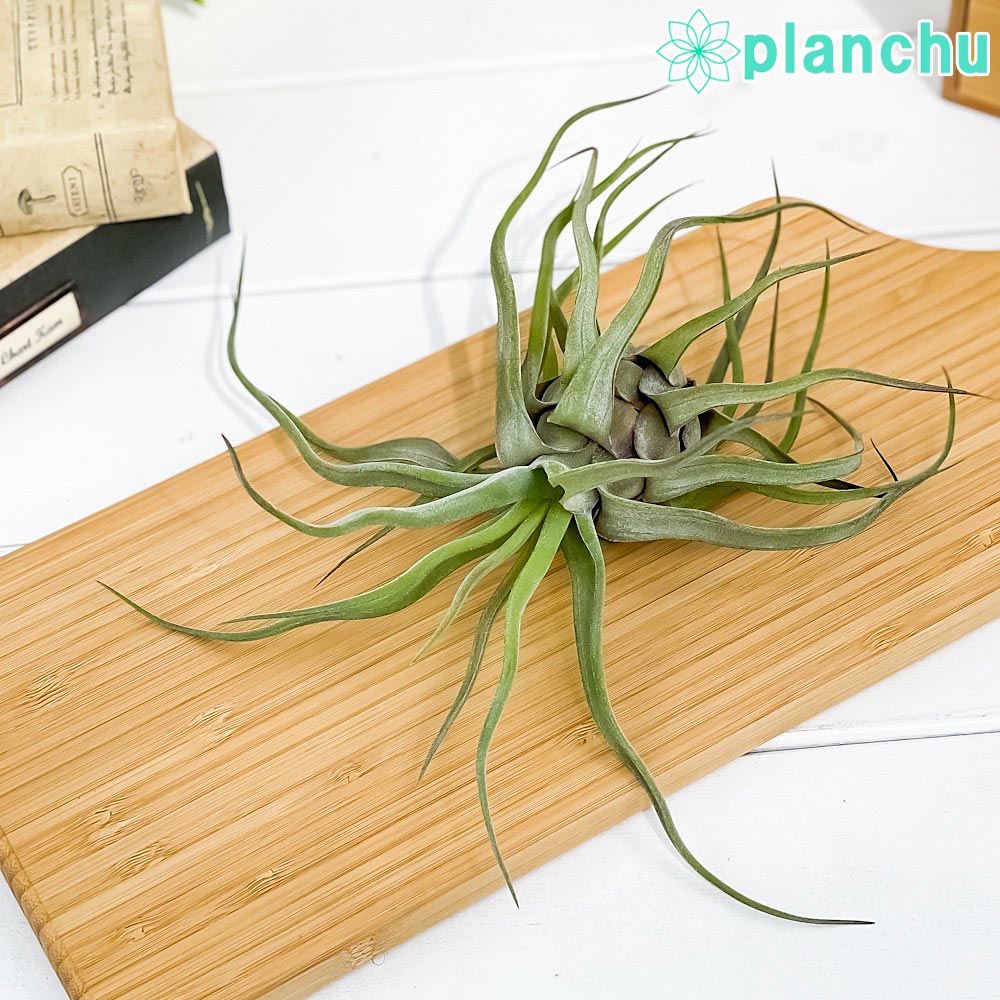 PLANCHU エアプランツ ティランジア ストレプトフィラ Mサイズ 1株 W20×H20cm前後 育て方説明書付き Tillandsia streptophylla エアープランツ チランジア