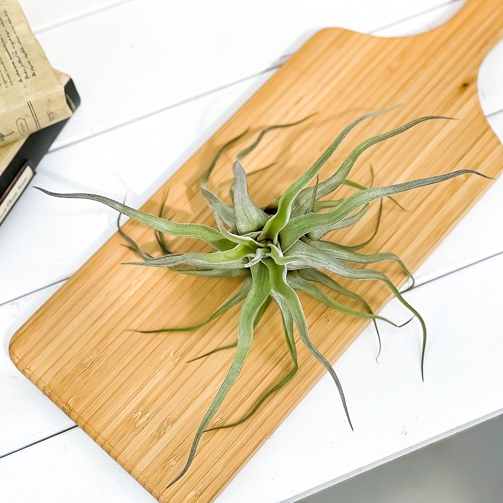 PLANCHU エアプランツ ティランジア ストレプトフィラ Mサイズ 1株 W20×H20cm前後 育て方説明書付き Tillandsia streptophylla エアープランツ チランジア
