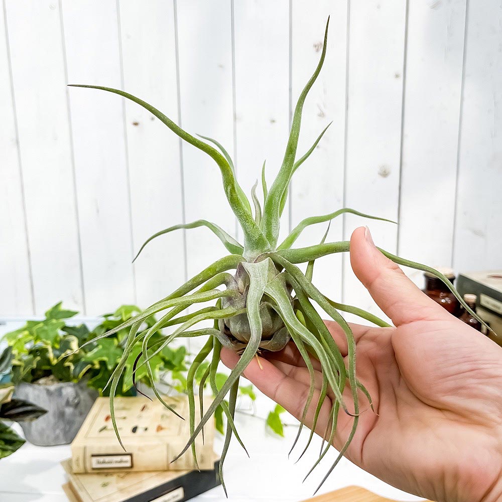 PLANCHU エアプランツ ティランジア ストレプトフィラ Mサイズ 1株 W20×H20cm前後 育て方説明書付き Tillandsia streptophylla エアープランツ チランジア