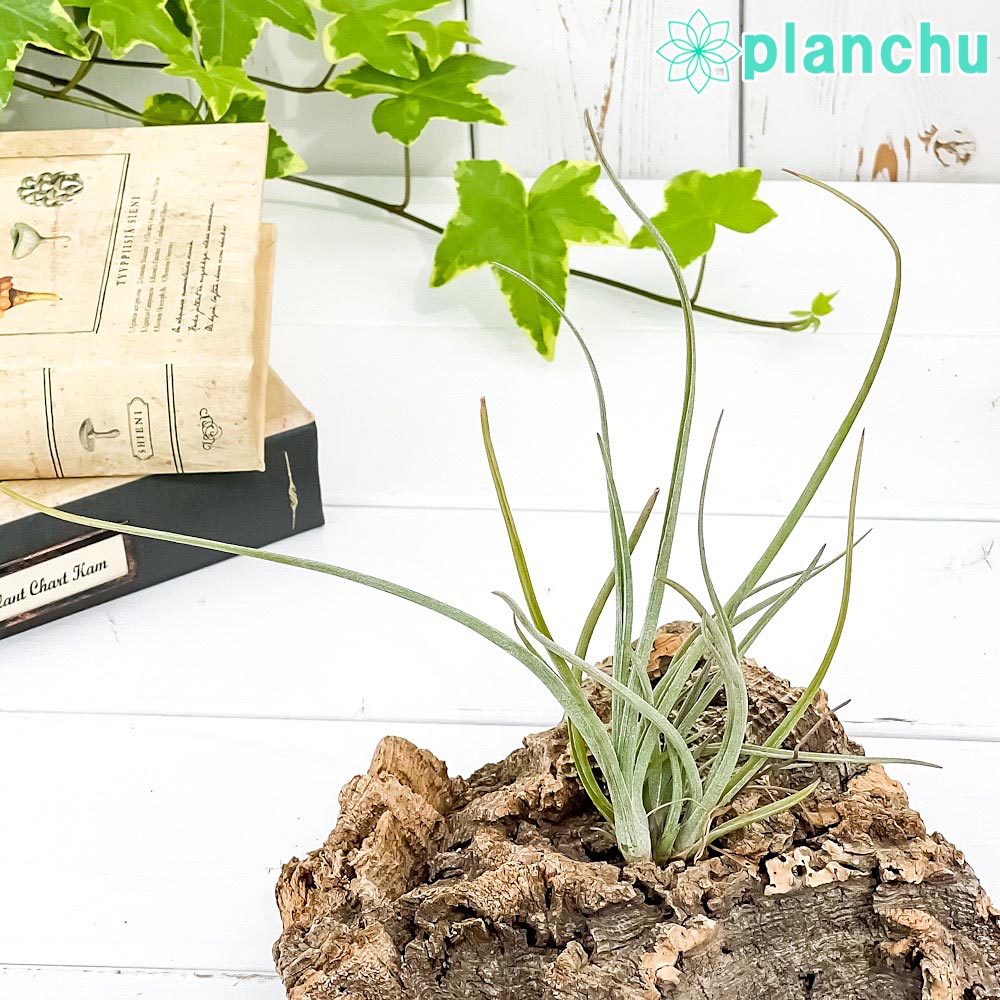PLANCHU エアプランツ ティランジア ベイレイ Mサイズ 1株 W10×H18cm前後 育て方説明書付き Tillandsia baileyi エアープランツ チランジア