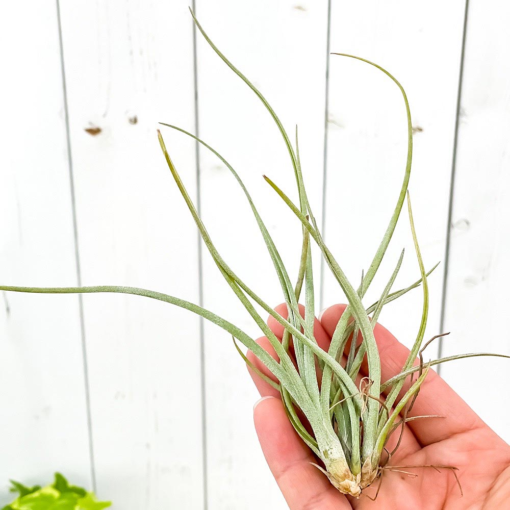 PLANCHU エアプランツ ティランジア ベイレイ Mサイズ 1株 W10×H18cm前後 育て方説明書付き Tillandsia baileyi エアープランツ チランジア
