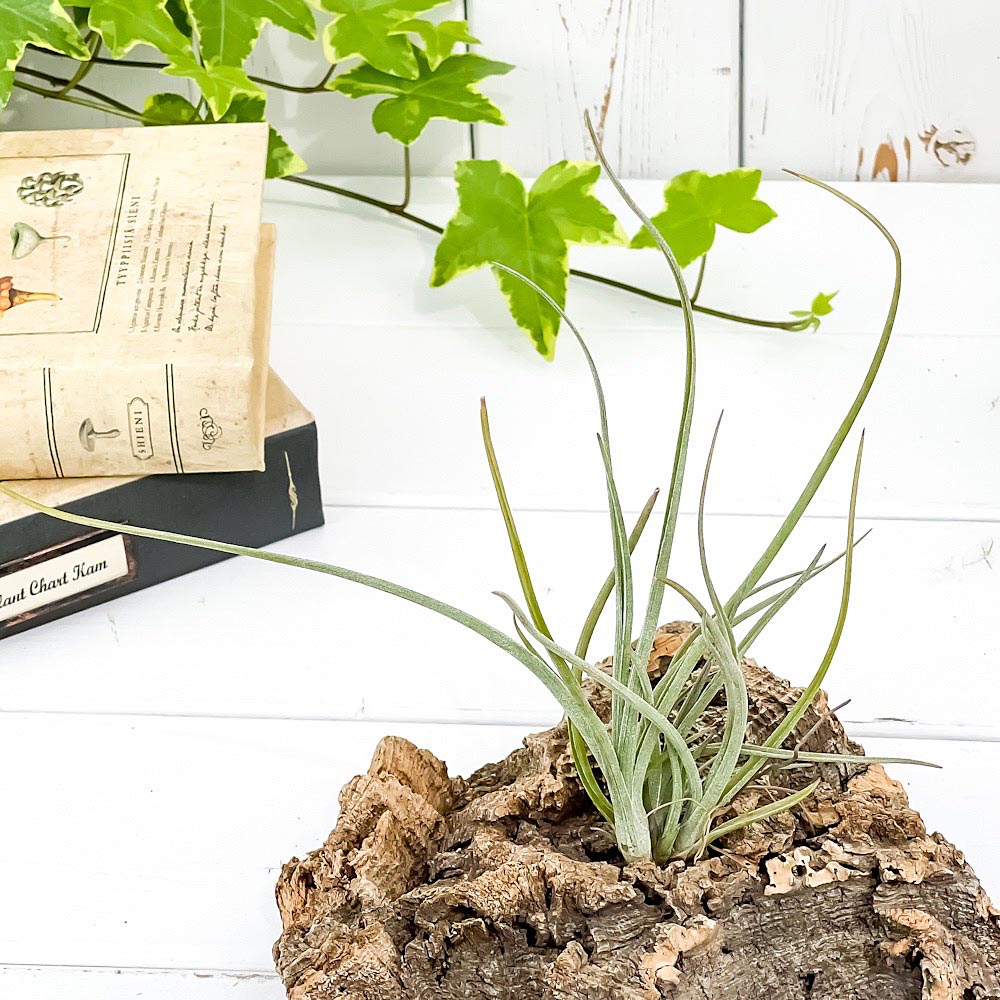 PLANCHU エアプランツ ティランジア ベイレイ Mサイズ 1株 W10×H18cm前後 育て方説明書付き Tillandsia baileyi エアープランツ チランジア