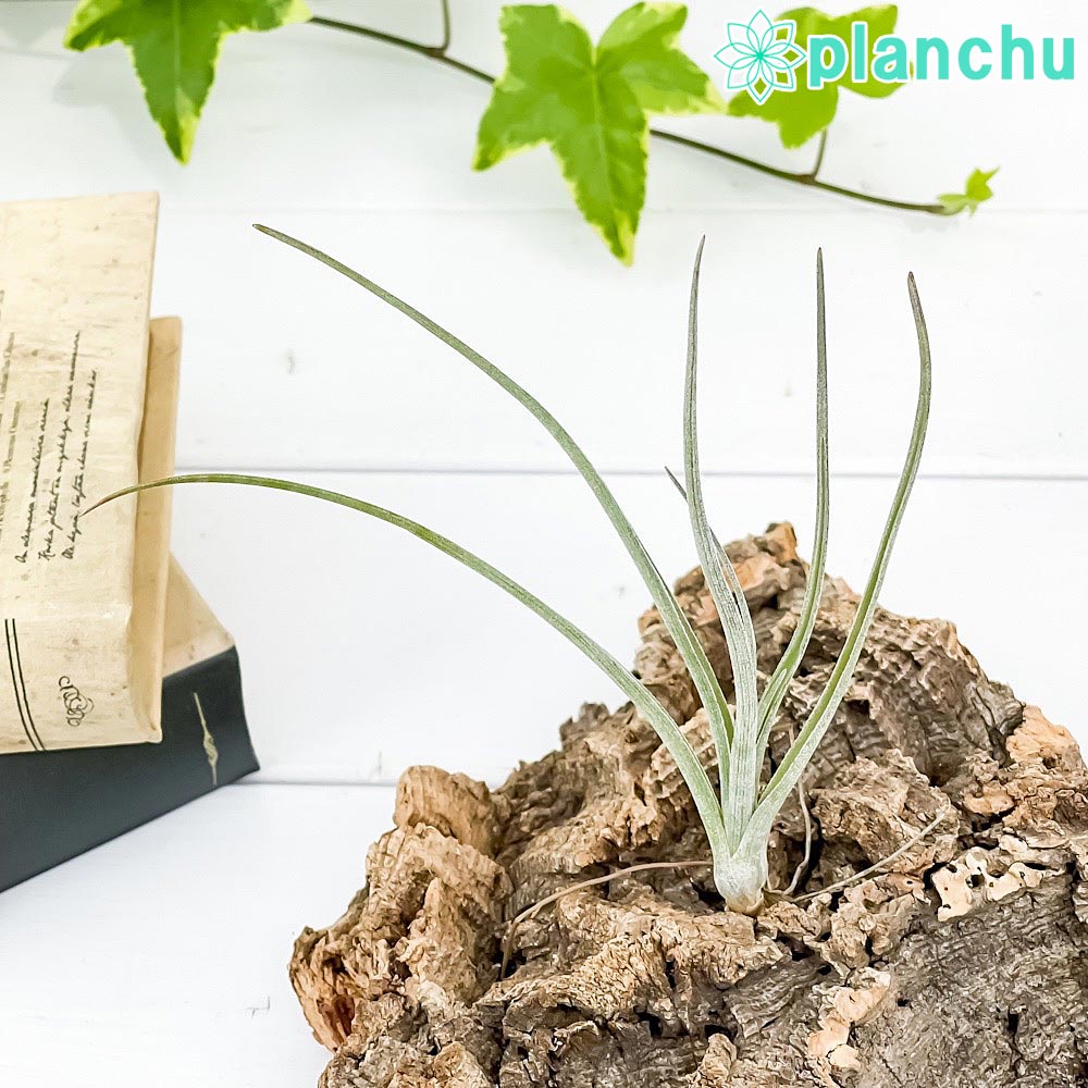 PLANCHU メール便発送 エアプランツ ティランジア ベイレイ Sサイズ 1株 W6×H14cm前後 育て方説明書付き Tillandsia baileyi エアープランツ チランジア