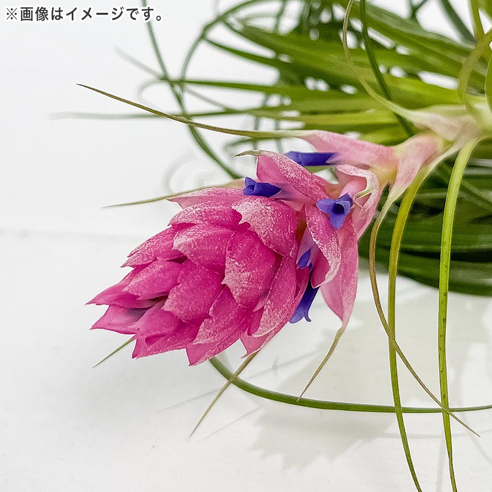 PLANCHU メール便発送 エアプランツ ティランジア ストリクタ Sサイズ 1株 W8×H8cm前後 育て方説明書付き Tillandsia stricta エアープランツ チランジア