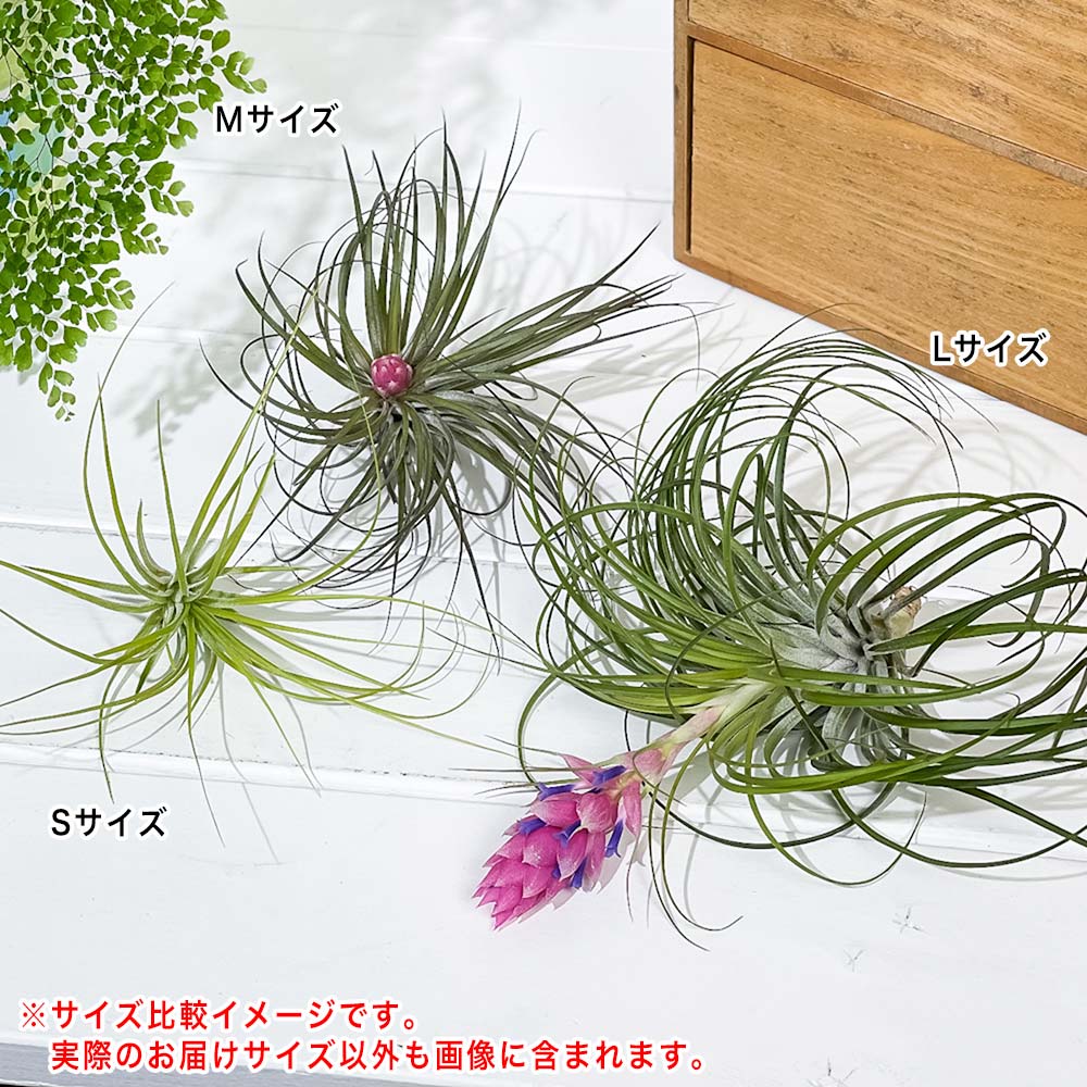 PLANCHU メール便発送 エアプランツ ティランジア ストリクタ Sサイズ 1株 W8×H8cm前後 育て方説明書付き Tillandsia stricta エアープランツ チランジア