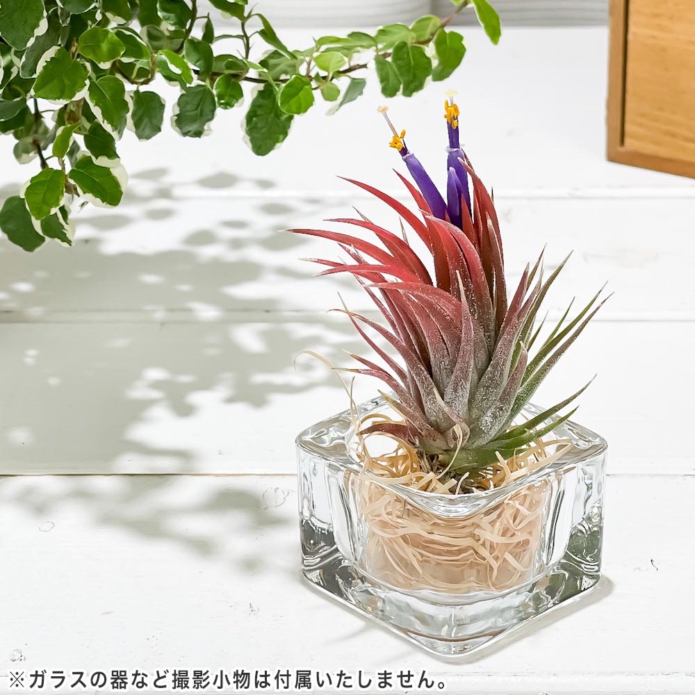 PLANCHU エアプランツ ティランジア イオナンタ エボリューション Mサイズ 1株 W5×H6cm前後 育て方説明書付き Tillandsia ionantha cv. エアープランツ チランジア