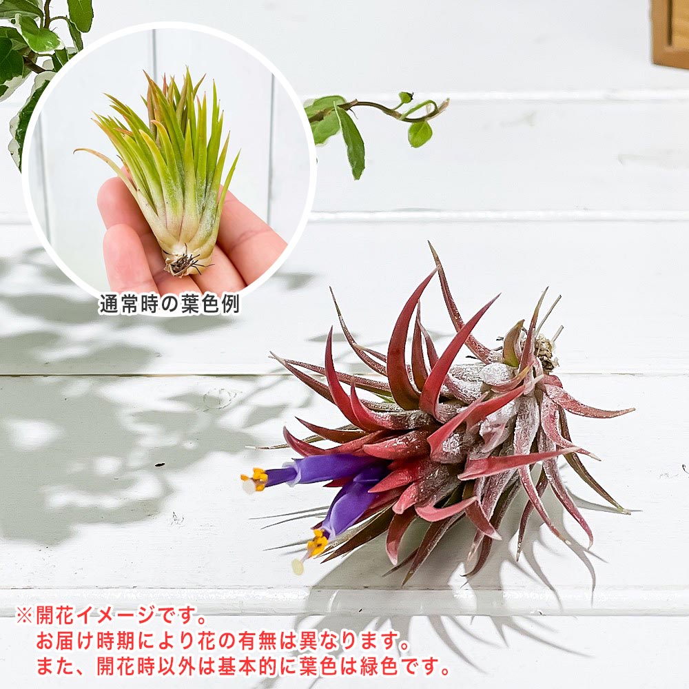 PLANCHU エアプランツ ティランジア イオナンタ エボリューション Mサイズ 1株 W5×H6cm前後 育て方説明書付き Tillandsia ionantha cv. エアープランツ チランジア