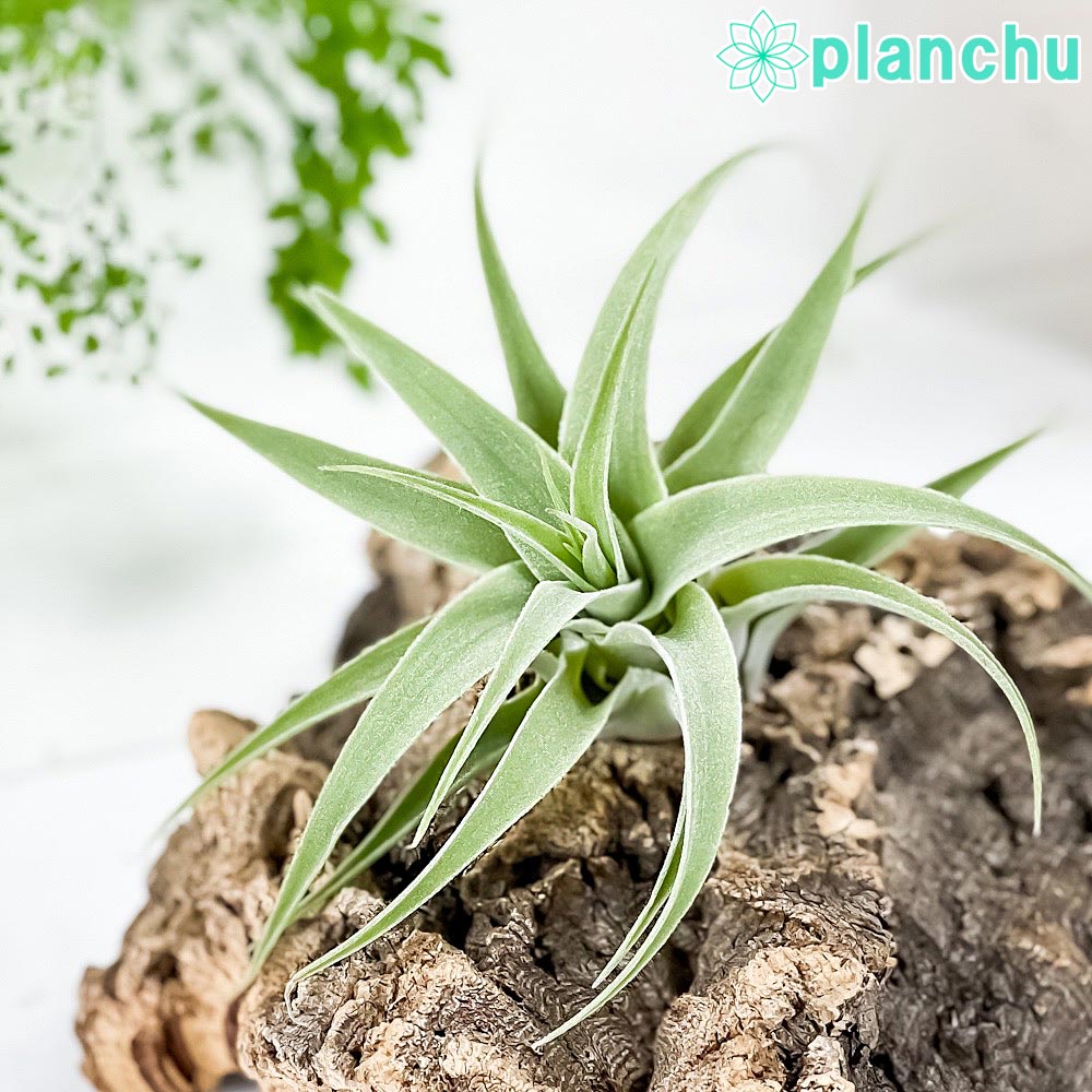 PLANCHU エアプランツ ティランジア カクティコラ 1株 W12×H7cm前後 育て方説明書付き Tillandsia cacticola エアープランツ チランジア