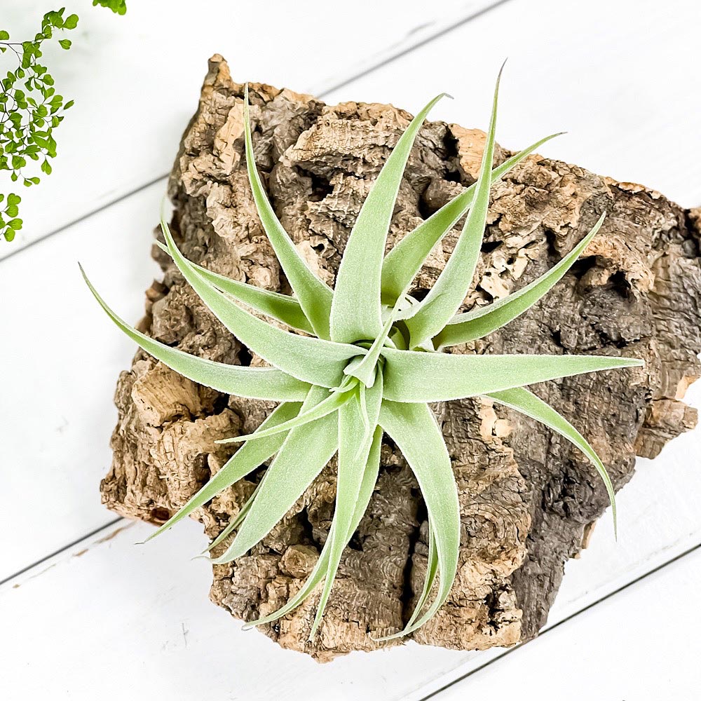 PLANCHU エアプランツ ティランジア カクティコラ 1株 W12×H7cm前後 育て方説明書付き Tillandsia cacticola エアープランツ チランジア