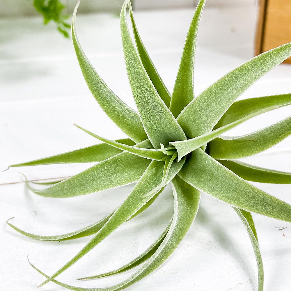 PLANCHU エアプランツ ティランジア カクティコラ 1株 W12×H7cm前後 育て方説明書付き Tillandsia cacticola エアープランツ チランジア