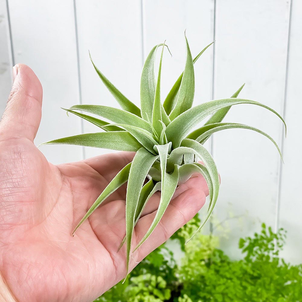 PLANCHU エアプランツ ティランジア カクティコラ 1株 W12×H7cm前後 育て方説明書付き Tillandsia cacticola エアープランツ チランジア