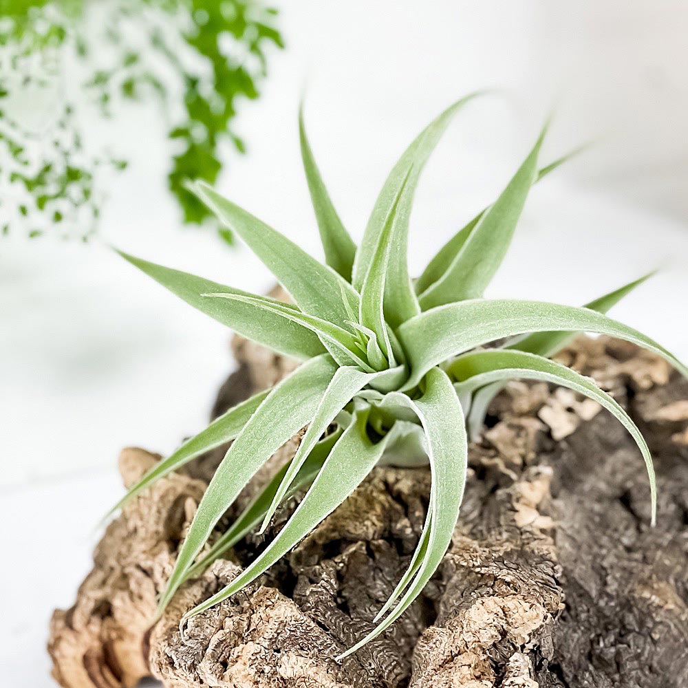PLANCHU エアプランツ ティランジア カクティコラ 1株 W12×H7cm前後 育て方説明書付き Tillandsia cacticola エアープランツ チランジア