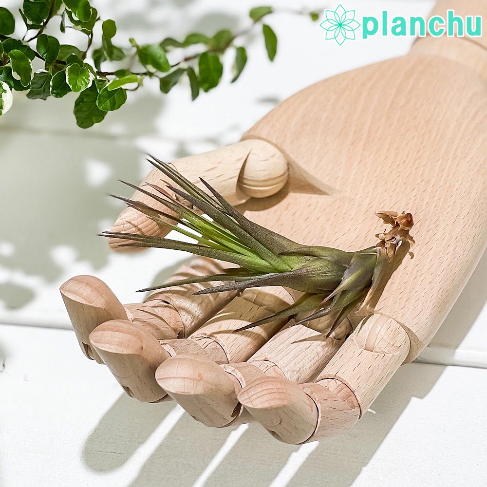 PLANCHU メール便発送 エアプランツ ティランジア トリコロール Sサイズ 1株 W2×H6cm前後 育て方説明書付き Tillandsia tricolor エアープランツ チランジア