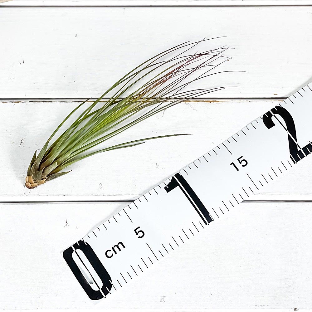 PLANCHU メール便発送 エアプランツ ティランジア ジュンシフォリア Mサイズ 1株 W4×H20cm前後 育て方説明書付き Tillandsia juncea ‘Juncifolia’ エアープランツ チランジア