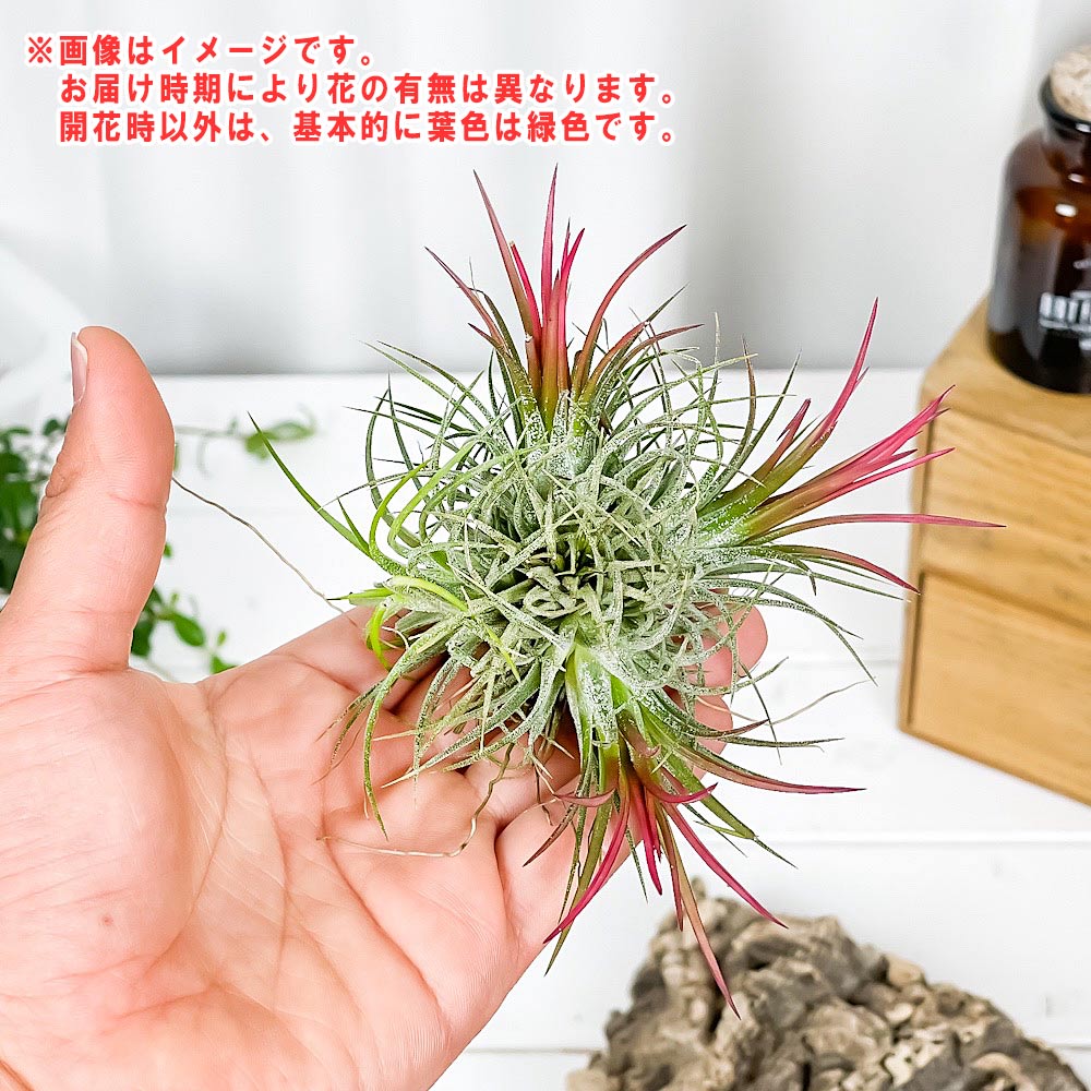 PLANCHU エアプランツ ティランジア イオナンタ フエゴ クランプ 1株 W8×H8cm前後 育て方説明書付き Tillandsia ionantha ‘Fuego’ エアープランツ チランジア 群生株