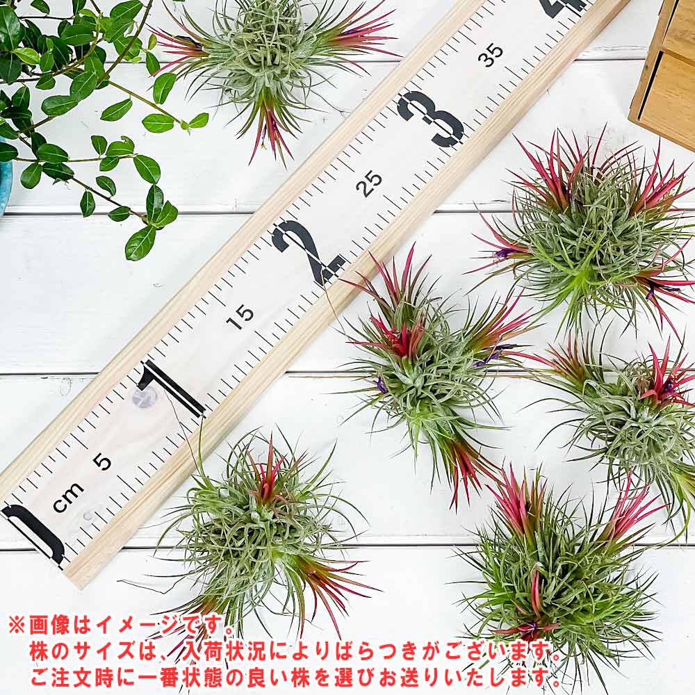 PLANCHU エアプランツ ティランジア イオナンタ フエゴ クランプ 1株 W8×H8cm前後 育て方説明書付き Tillandsia ionantha ‘Fuego’ エアープランツ チランジア 群生株