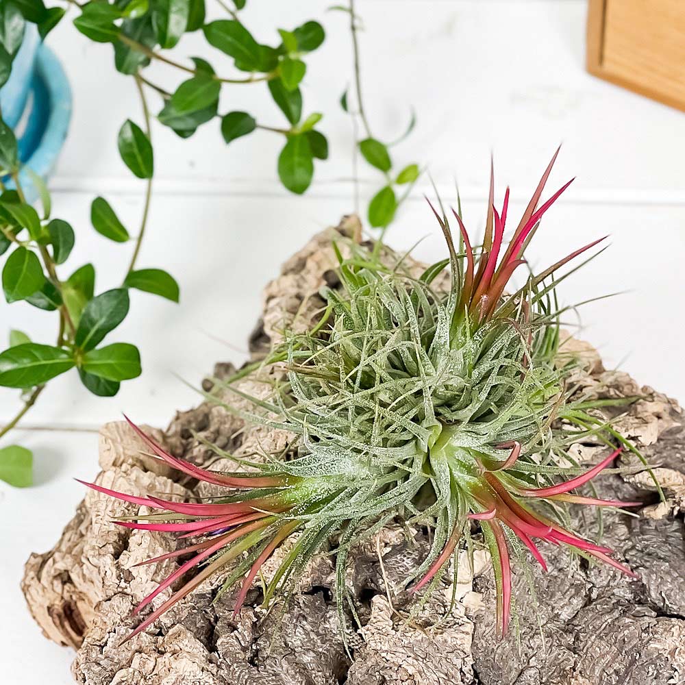 PLANCHU エアプランツ ティランジア イオナンタ フエゴ クランプ 1株 W8×H8cm前後 育て方説明書付き Tillandsia ionantha ‘Fuego’ エアープランツ チランジア 群生株