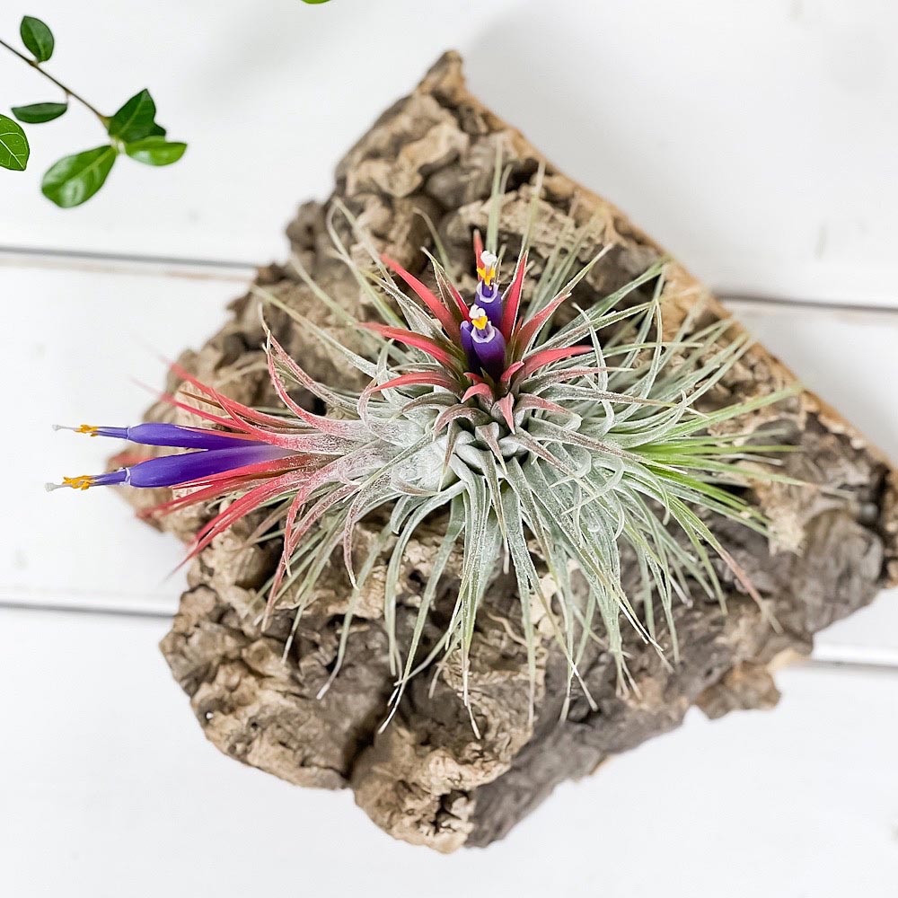 PLANCHU エアプランツ ティランジア イオナンタ クランプ 1株 W8×H8cm前後 育て方説明書付き Tillandsia ionantha エアープランツ チランジア 群生株