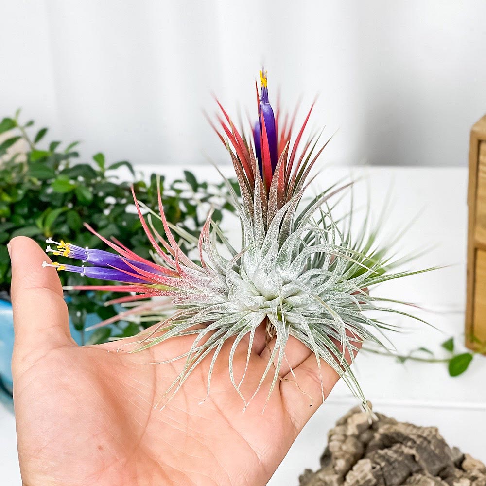 PLANCHU エアプランツ ティランジア イオナンタ クランプ 1株 W8×H8cm前後 育て方説明書付き Tillandsia ionantha エアープランツ チランジア 群生株