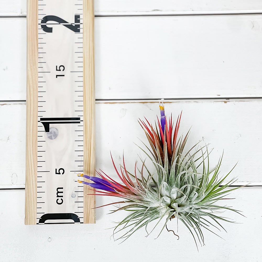 PLANCHU エアプランツ ティランジア イオナンタ クランプ 1株 W8×H8cm前後 育て方説明書付き Tillandsia ionantha エアープランツ チランジア 群生株