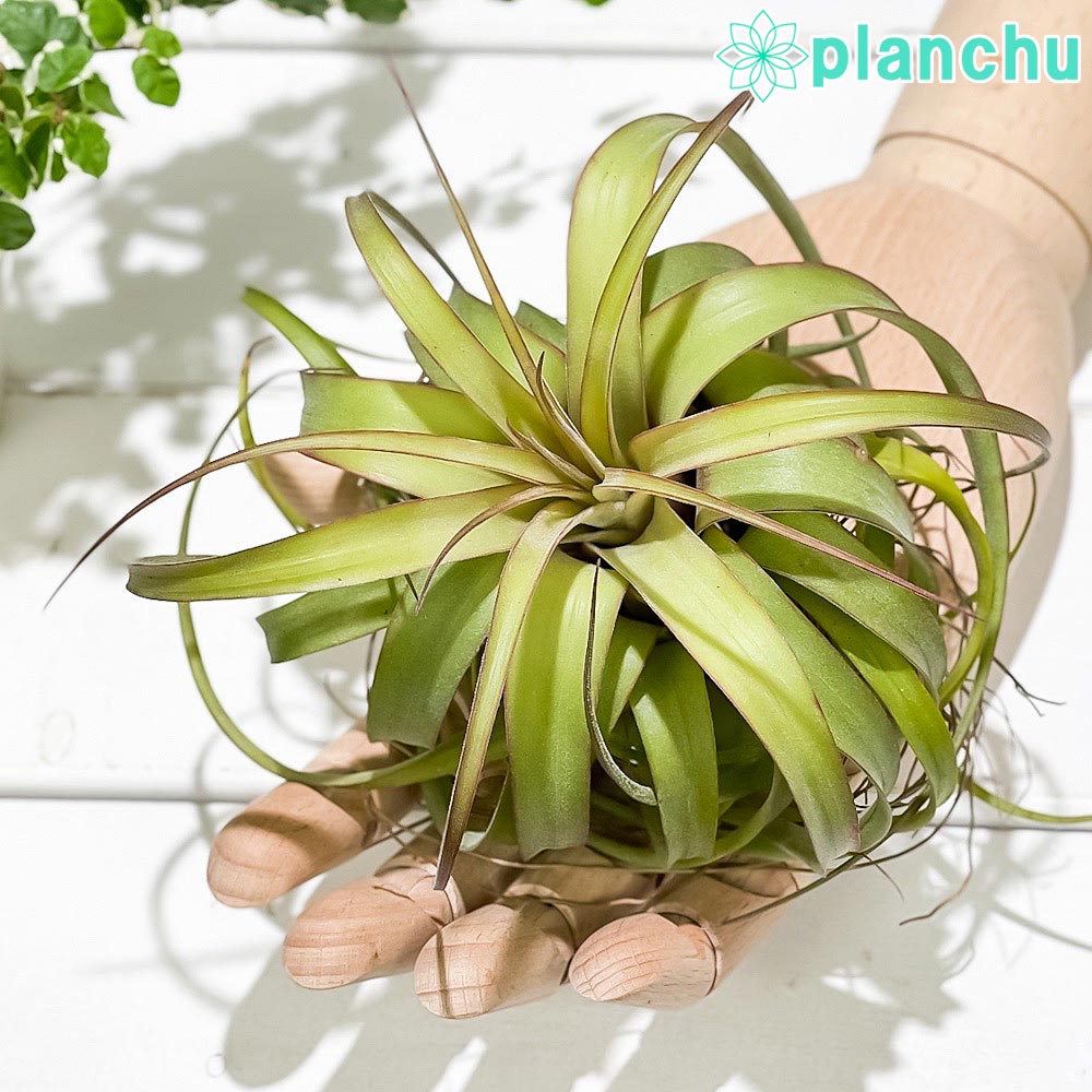 PLANCHU エアプランツ ティランジア エリックノブロック 1株 W12×H10cm前後 育て方説明書付き Tillandsia ‘Eric Knobloch’ エアープランツ チランジア