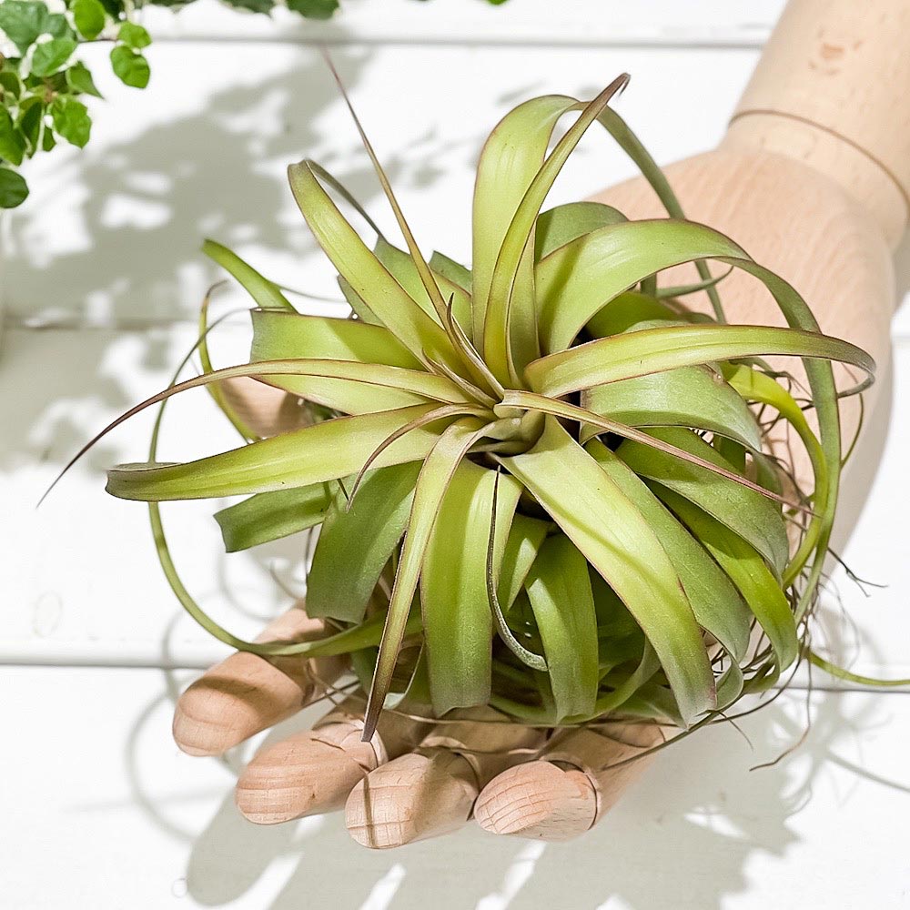 PLANCHU エアプランツ ティランジア エリックノブロック 1株 W12×H10cm前後 育て方説明書付き Tillandsia ‘Eric Knobloch’ エアープランツ チランジア