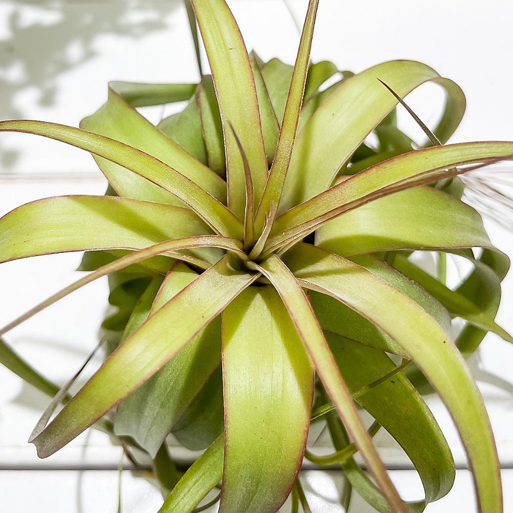 PLANCHU エアプランツ ティランジア エリックノブロック 1株 W12×H10cm前後 育て方説明書付き Tillandsia ‘Eric Knobloch’ エアープランツ チランジア