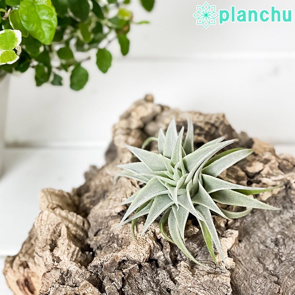 PLANCHU エアプランツ ティランジア エディシアエ グリーンフォーム 1株 W5×H5cm前後 育て方説明書付き Tillandsia edithae Green form エアープランツ チランジア