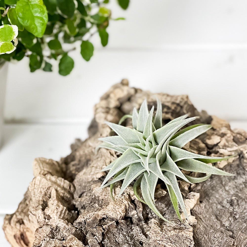 PLANCHU エアプランツ ティランジア エディシアエ グリーンフォーム 1株 W5×H5cm前後 育て方説明書付き Tillandsia edithae Green form エアープランツ チランジア
