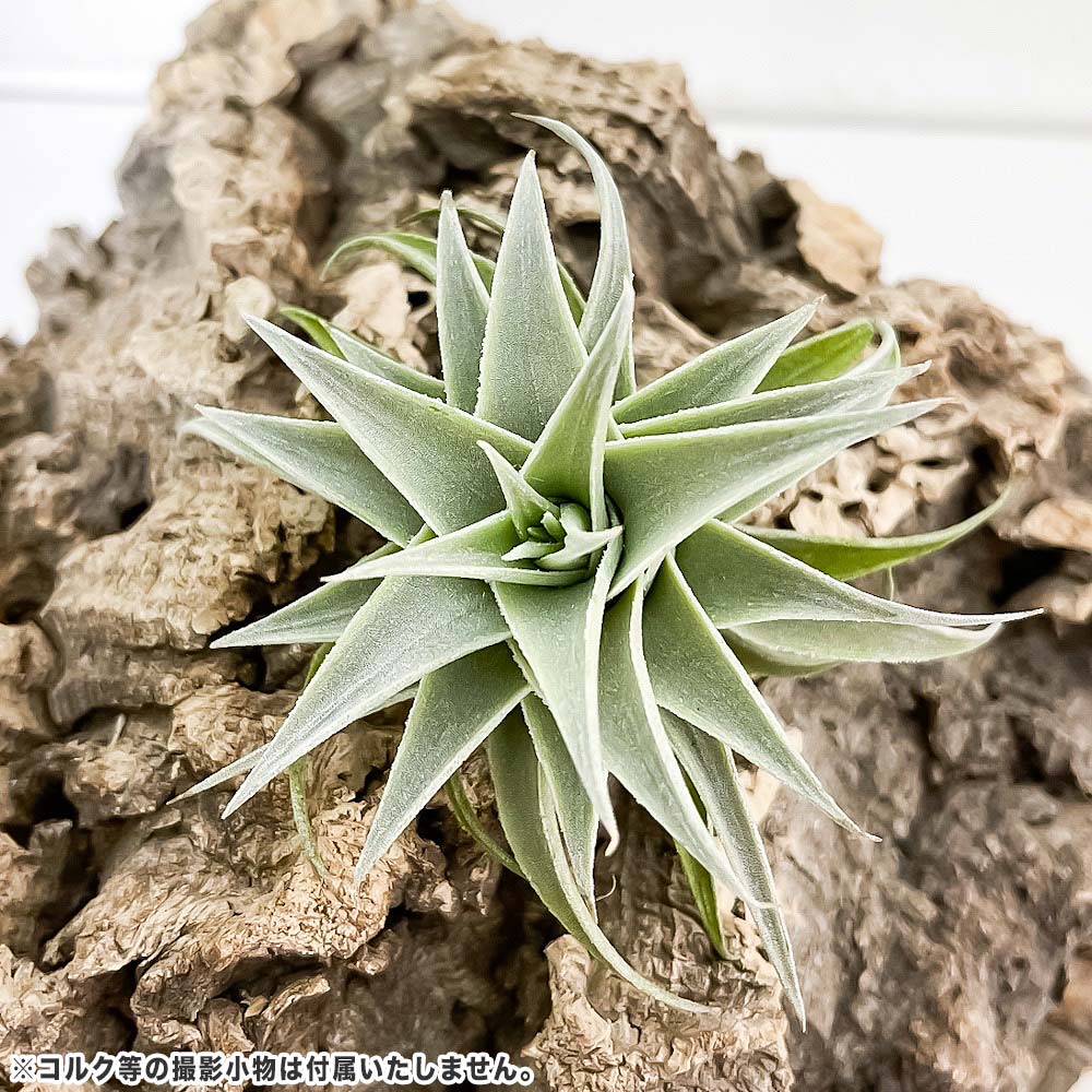 PLANCHU エアプランツ ティランジア エディシアエ グリーンフォーム 1株 W5×H5cm前後 育て方説明書付き Tillandsia edithae Green form エアープランツ チランジア