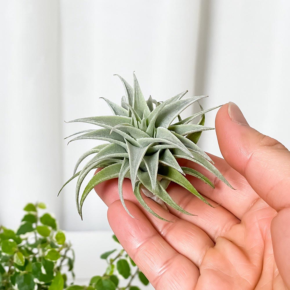 PLANCHU エアプランツ ティランジア エディシアエ グリーンフォーム 1株 W5×H5cm前後 育て方説明書付き Tillandsia edithae Green form エアープランツ チランジア